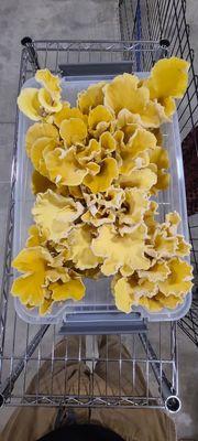 Golden oyster mushrooms!!