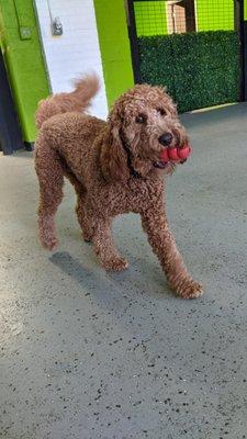 A doodle playing with a kong