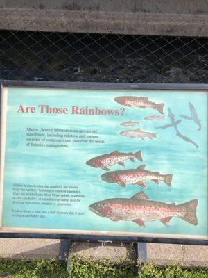 Description of what types of fish they are