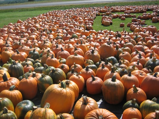 pumpkins a-plenty!