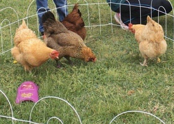 Take your chickens to school day