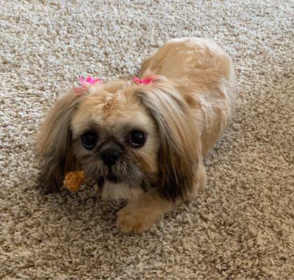 My Shih Tzu after her grooming appointment at Hefner Pet Resort