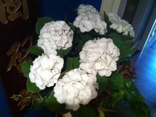 TWO HUNDRED & FIFTY DOLLAR Hydrangea arrangement. Pots would be additional charge.