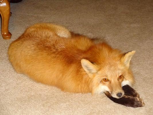 Red Fox