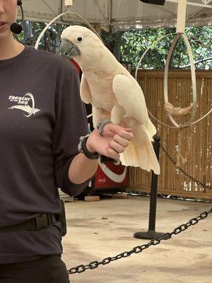 Parrot Show