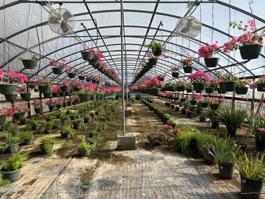 Bougainvillea Grow House