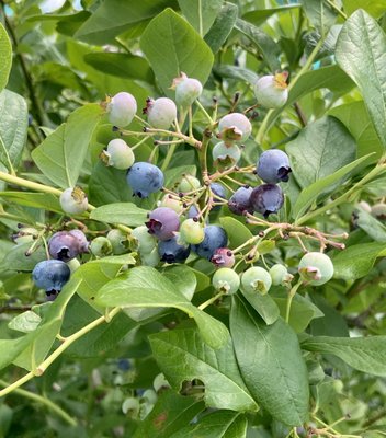 7/21. Organic blue berries... leaves look similar to gardenias