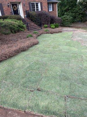 Sod and plant installation (after)