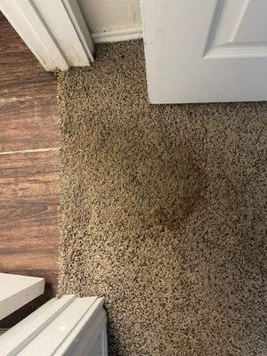 The leak that is now causing the floor and carpet to rise and stain. There is clear rust in the carpet.