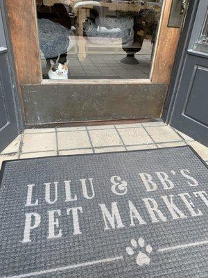 Gigi, the shop cat, looking out the front door