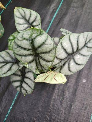 Alocasia silver dragon