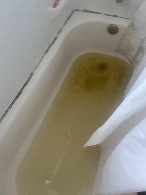 lovely raw sewage coming from our tub