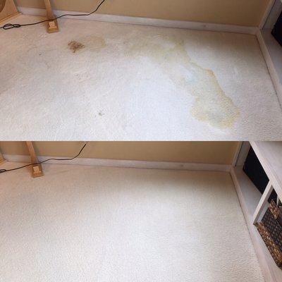 Does your carpet have pet stains? We can help you with that!