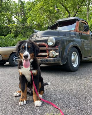 Cool car, dog