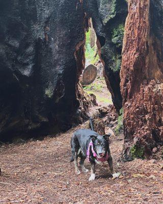 De Turk Round Barn Dog Park