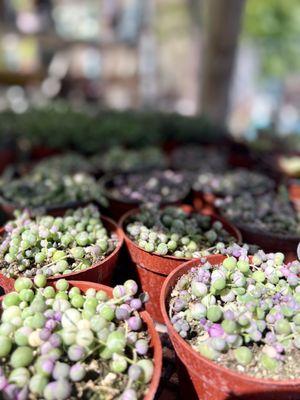 String of variegated pearls