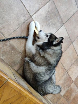 Clovis eating a treat that the front desk gave him