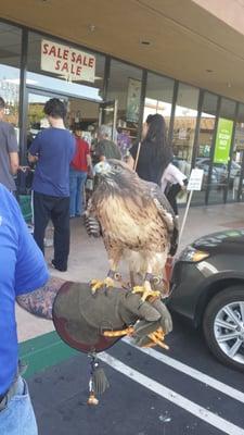 Amazing and beautiful red tail hawk on display at Wild Birds Unlimited amazing #birds #nature