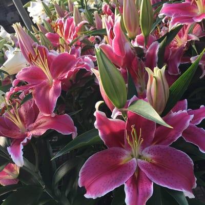 Beautiful lilies