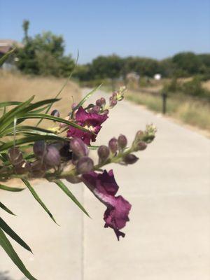 Beauty along the Cannery Loop Trail