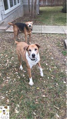 Buster and Bandit love their TMAB sitter!