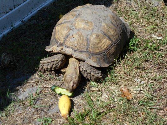 Dozer eating fresh food from Farah Produce Market ---mmm  mmm  mmm  good too......