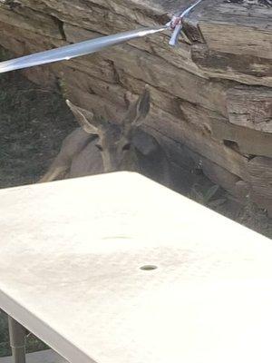 Look who's resting next to my picnic table!