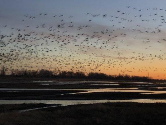 Cranes rising from Platt River