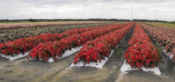 Classic Caladiums