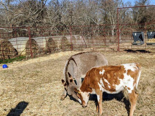 Donkeys and Calves living together in udder chaos.