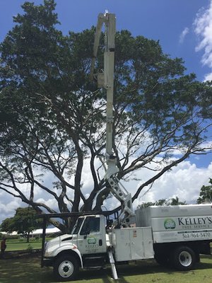 Tree Trimming