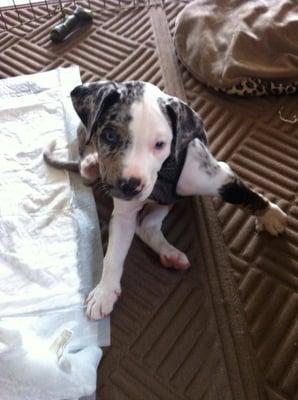 Jax, an adorable Catahoula puppy