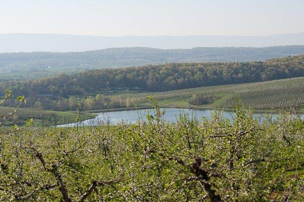 Shenandoah Valley Orchards