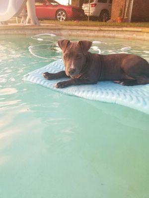 Thank you Lakeway Veterinary Clinic for taking care of Eva so she can get back in her swimming pool!