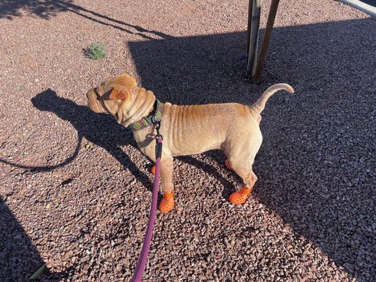 Bone Appetit! Natural Pet Pantry