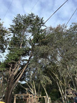 Tree between power lines