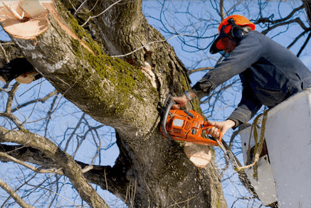 Timberwolf Tree Service