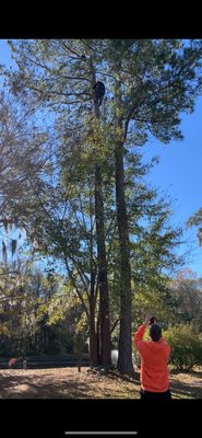 Rescuing cat from a tree