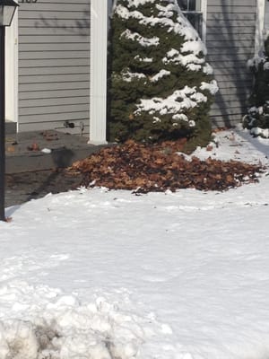 Some people like to cleanup the leaves before December...