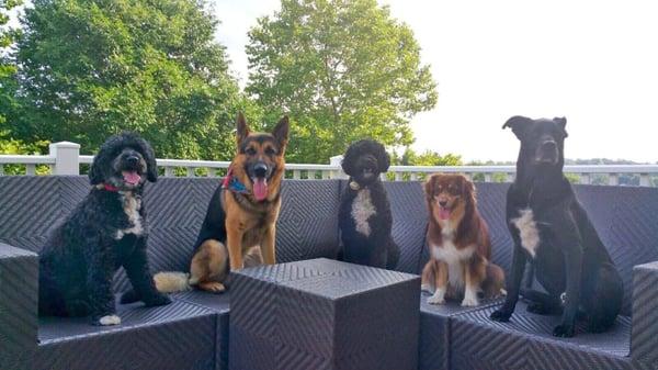 Bree, Koda, Boomer, Buddy, and Jack