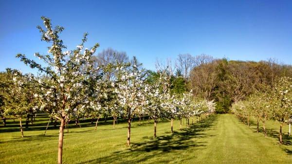 Blossom season at the orchard!