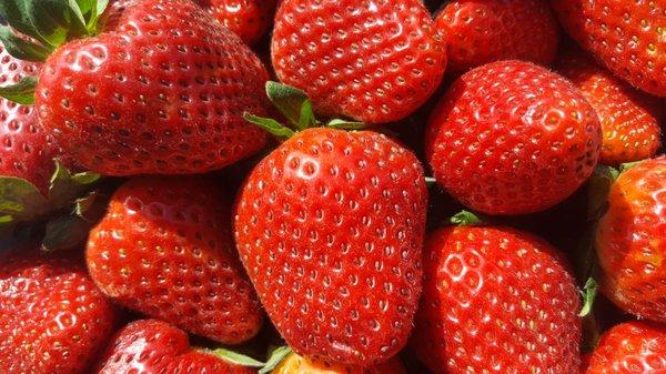 Fresh picked daily Strawberries!