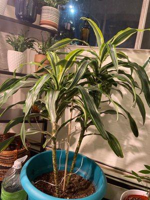 Dracena