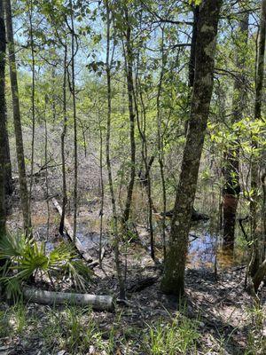 Jacintaport Land Management Area