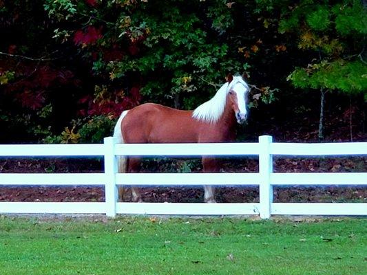 We board horses too!