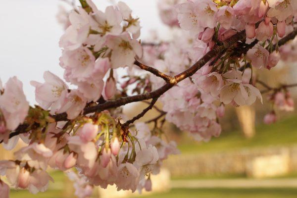 Sakura/Cherry Blossoms