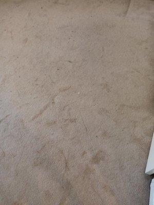 Prince King Carpet Cleaning