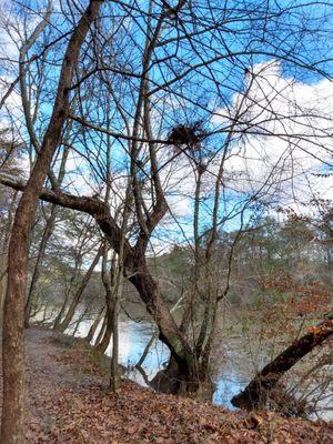 Birds nest and River