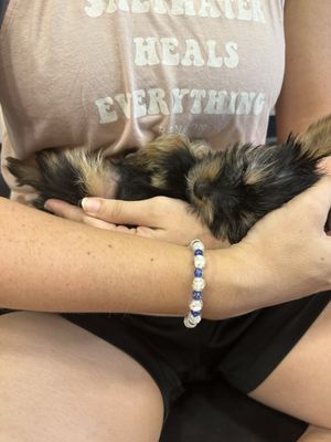 Puppies & Yoga