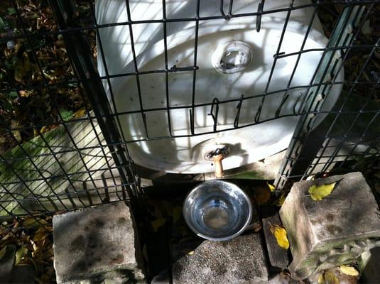 Fresh drinking water for the pooches